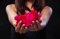 In selective focus of rose petals in lady hands Royalty Free Stock Photo