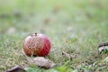 Selective focus on rotten red apple on the grass in sunny autumn day. Close-up image of rotten apple. Decaying apple front view.