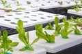 Row of little green lettuce with red oak vegetables growing on white styrofoam box in dynamic root floating hydroponic system