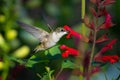 Selective focus of a ruby-throated humming bird feeding from a red flower at the park Royalty Free Stock Photo