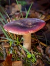 russula mushroom on a forest floor with blurred background