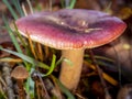 russula mushroom on a forest floor with blurred background