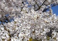 Selective focus. Sakura cherry blossoms branches tree against blue sky background, sakura turn to soft pink color in sunny day and Royalty Free Stock Photo