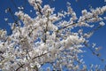 Selective focus. Sakura cherry blossoms branches tree against blue sky background, sakura turn to soft pink color in sunny day and Royalty Free Stock Photo