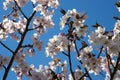 Selective focus. Sakura cherry blossoms branches tree against blue sky background, sakura turn to soft pink color in sunny day and Royalty Free Stock Photo