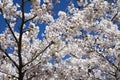 Selective focus. Sakura cherry blossoms branches tree against blue sky background, sakura turn to soft pink color in sunny day and Royalty Free Stock Photo