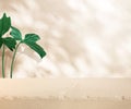 Selective focus.sandstone top product display platform with leaf in tropical design on pastel wall background