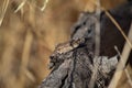 Selective focus of Sceloporus occidentalis lizard on a tree trunk, yellow grass blurred background Royalty Free Stock Photo