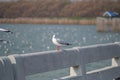Selective focus of a seagull hanging on the fence with a group of seagulls in the background