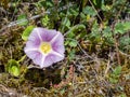 seashore false bindweed (Calystegia soldanella) with blurred background Royalty Free Stock Photo