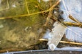 Selective focus on a section of a water scorpion insect just below the water surface.