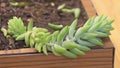 Selective focus of Sedum Burrito succulent plant on wooden pot - How to care for sedum concept