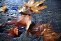 Selective focus on set of dry leaves, turned upside down and wet from rain, on textured stone surface with small cavities with wat Royalty Free Stock Photo