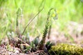 Selective focus on set of small succulents in the greenery, at ground level Royalty Free Stock Photo