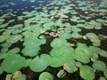 Selective focus on several green lotus leaves at the Sri lankan lake