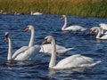 Selective focus of several swans in water swimming with grass on the background in Netherlands