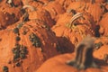 Selective focus, shallow depth of field shot of weird looking orange pumpkins at a pumpkin patch, useful for backgrounds Royalty Free Stock Photo