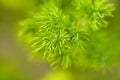 Selective focus of Shatavari plant leaves Royalty Free Stock Photo