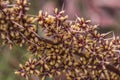 Selective focus shot of an Actinotus Helianthi flowering plant growing in the middle of a forest