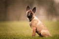 Selective focus shot of an adorable Belgian malinois puppy outdoors during daylight Royalty Free Stock Photo