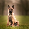 Selective focus shot of an adorable Belgian malinois puppy outdoors during daylight Royalty Free Stock Photo