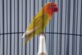 Selective focus shot of an adorable colorful parrot in a cage Royalty Free Stock Photo