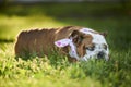 Selective focus shot of an adorable English bulldog sleeping on the grass Royalty Free Stock Photo