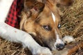 Selective focus shot of an adorable English Shepherd biting wood