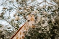 Selective focus shot of an adorable giraffe among the greenery