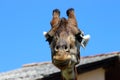 Selective focus shot of an adorable giraffe under a blue clear sky