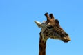 Selective focus shot of an adorable giraffe under a blue clear sky