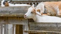 Selective focus shot of an adorable goat