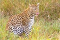 Selective focus shot of an adorable leopard licking his lips