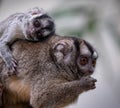 Selective focus shot of an adorable mother owl monkey with a baby owl monkey