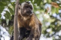 Selective focus shot of an adorable tufted capuchin sitting on a tree branch Royalty Free Stock Photo