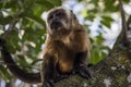 Selective focus shot of an adorable tufted capuchin sitting on a tree branch