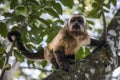 Selective focus shot of an adorable tufted capuchin sitting on a tree branch