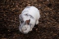 Selective focus shot of an adorable white rabbit on a ground of bark mulch