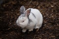 Selective focus shot of an adorable white rabbit on a ground of bark mulch