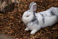 Selective focus shot of an adorable white rabbit resting on a ground of bark mulch