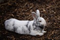 Selective focus shot of an adorable white rabbit resting on a ground of bark mulch