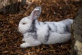 Selective focus shot of an adorable white rabbit resting on a ground of bark mulch