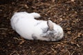 Selective focus shot of an adorable white rabbit sleeping on a ground of bark mulch