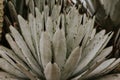 Selective focus shot of an agave leaves - perfect for wallpaper Royalty Free Stock Photo