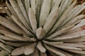 Selective focus shot of an agave leaves - perfect for wallpaper Royalty Free Stock Photo