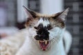 Selective focus shot of an aggressive cat ready to attack Royalty Free Stock Photo