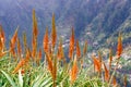 Selective focus shot of aloe vera plants with flowers on a hill captured in Madeira, Portugal