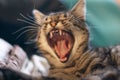 Selective focus shot of an angry gray cat