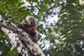 Selective focus shot of an angry tufted capuchin sitting on a tree branch Royalty Free Stock Photo