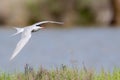 Selective focus shot of an arctic tern flying over the river Royalty Free Stock Photo